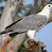 White-bellied Sea-Eagle - Photo (c) Allan Lugg, some rights reserved (CC BY-NC)