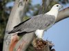 White-bellied Sea-Eagle - Photo (c) Allan Lugg, some rights reserved (CC BY-NC), uploaded by Allan Lugg