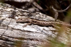Cryptoblepharus pannosus