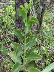 Kalanchoe sexangularis