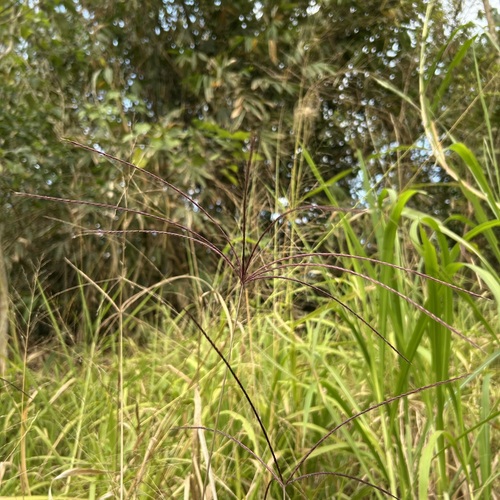 Enteropogon dolichostachyus iNat (1)