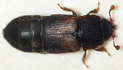 Brachypeplus