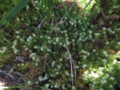 Galium perpusillum