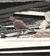 Streptopelia chinensis