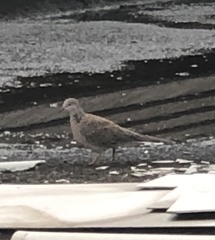 Streptopelia chinensis