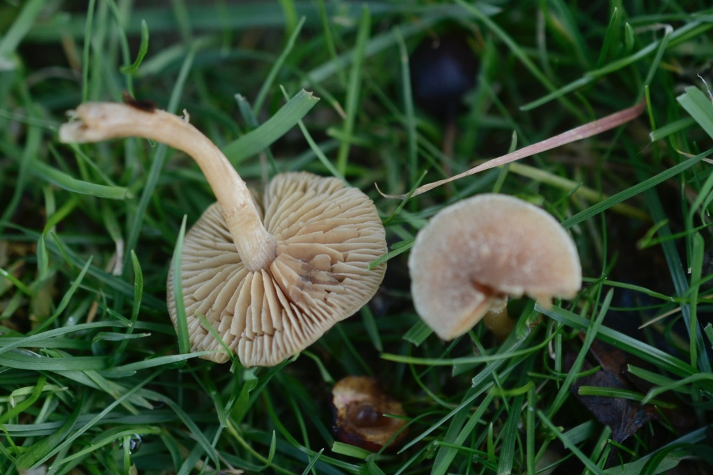Tubaria furfuracea · December 2025 · photo: © cryptomarasmius (iNaturalist, cc-by)