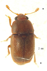 Afrogethes planiusculus