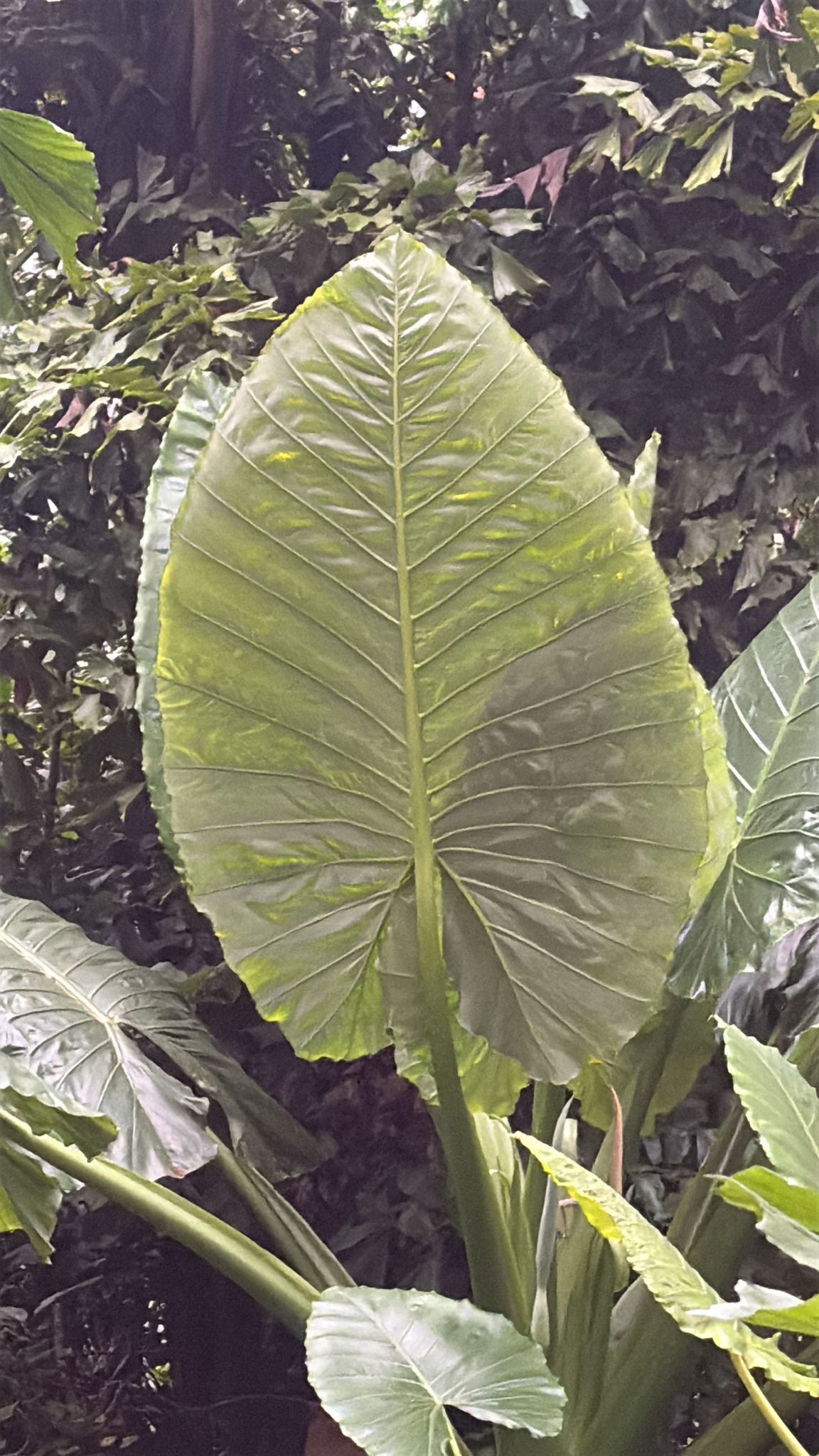 Alocasia hypoleuca P.C.Boyce