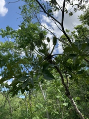 Cussonia zuluensis
