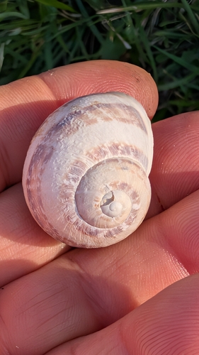 Cornu aspersum