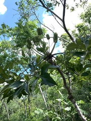 Cussonia zuluensis