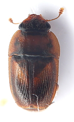 Cryptarchinae