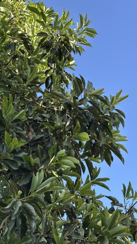 Avocado