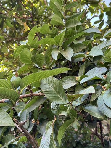 Common guava
