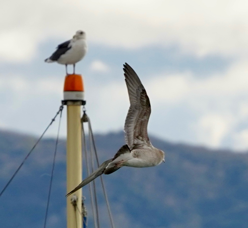 Black-tailed Gull