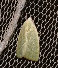 Earias subviridis