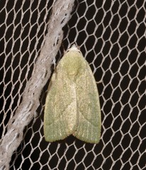 Earias subviridis