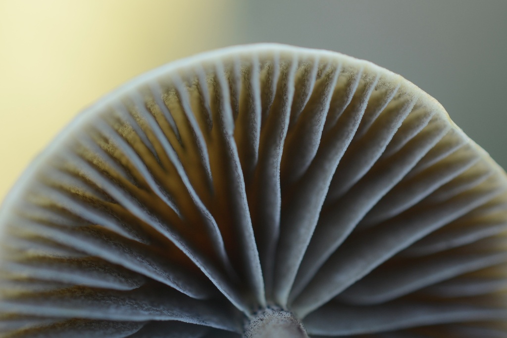 Protostropharia semiglobata · December 2025 · photo: © cryptomarasmius (iNaturalist, cc-by)