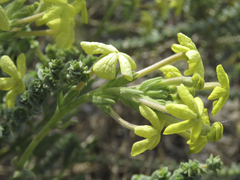 Lyperia lychnidea