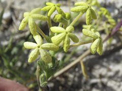 Lyperia lychnidea
