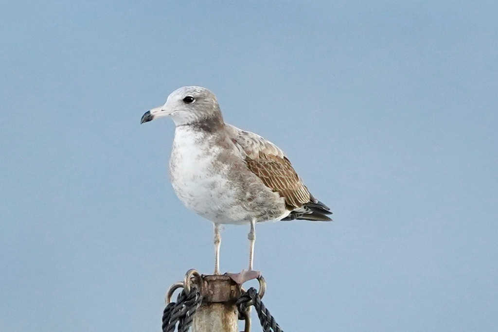 Black-Tailed Gull