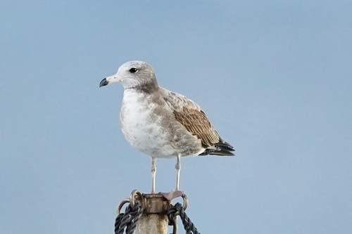 Black-tailed Gull