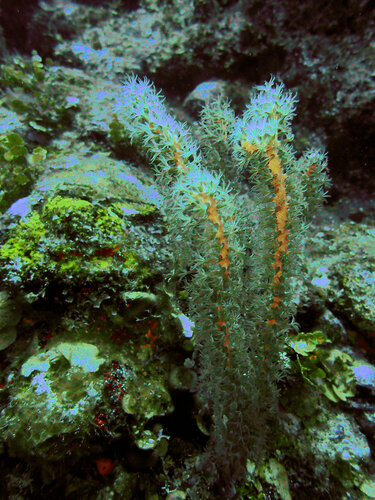 Eunicea laxispica