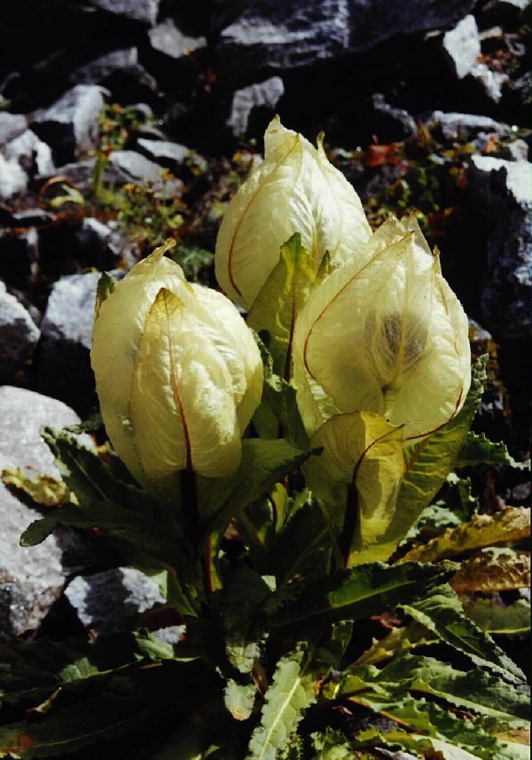 Saussurea