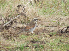 Turdus eunomus