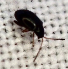Aphthona