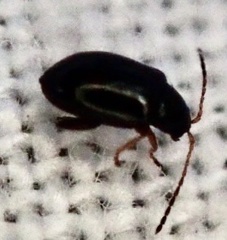 Aphthona