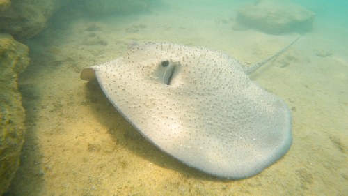 Stekelrog (Urogymnus asperrimus) — Dasyatidae — 4