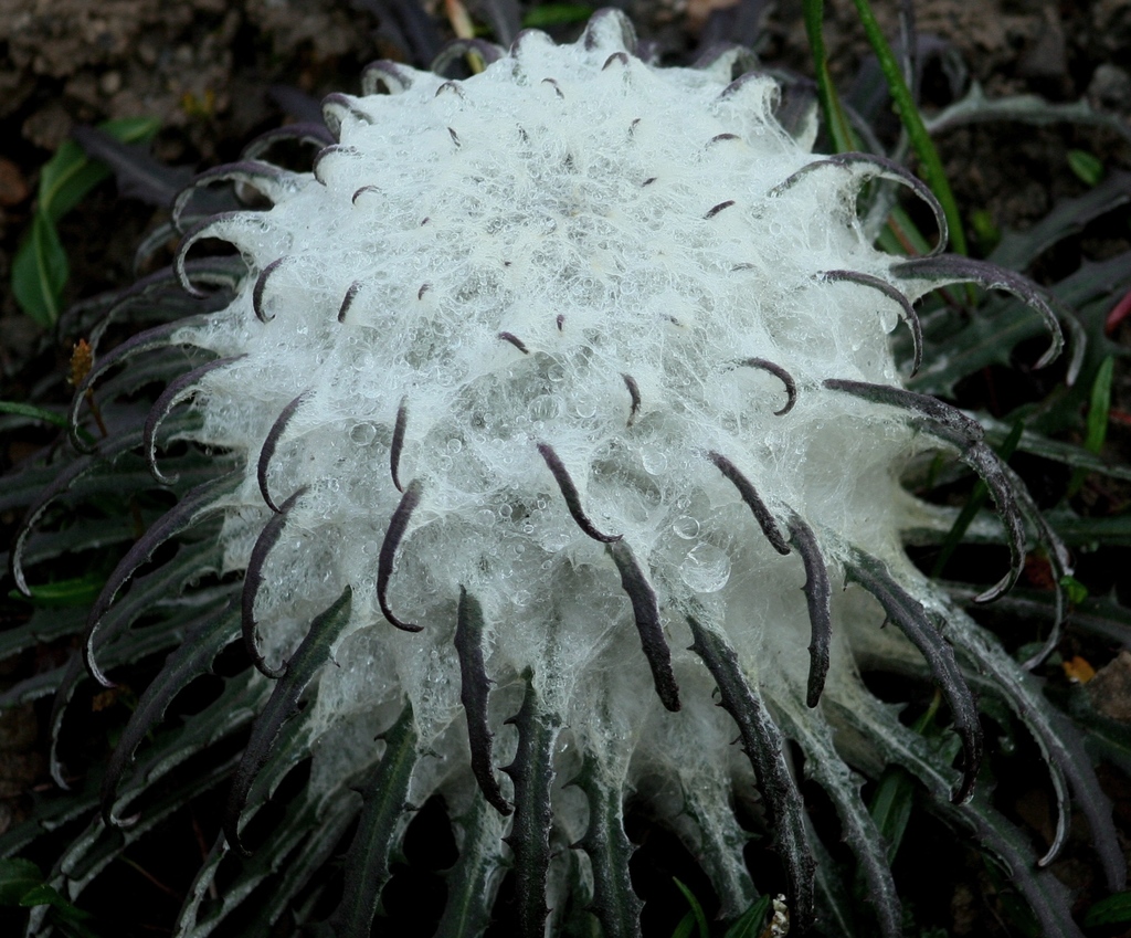 Genus Saussurea · iNaturalist Genus Saussurea · iNaturalist