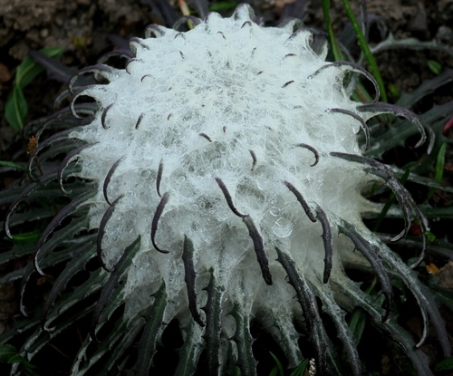 Genus Saussurea · iNaturalist