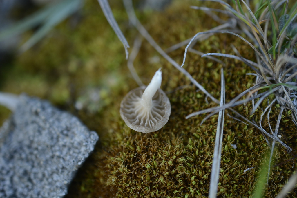 Arrhenia rickenii · December 2025 · photo: © cryptomarasmius (iNaturalist, cc-by)