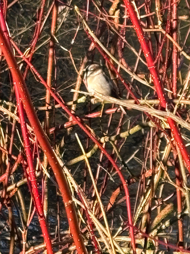 House Sparrow