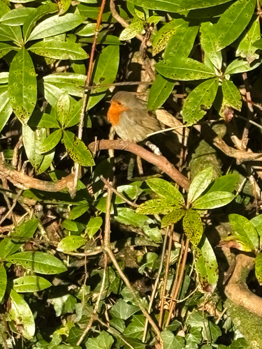 European Robin