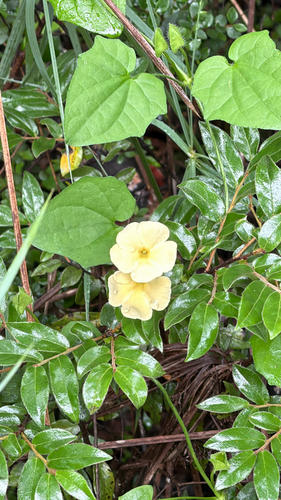 Thunbergia dregeana (Thunbergia dregeana)