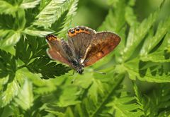 Lycaena helle