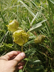 Pachycarpus grandiflorus