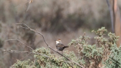 Pomatostomus ruficeps