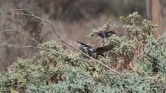 Pomatostomus ruficeps