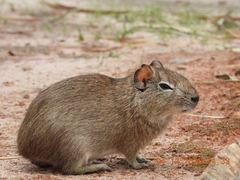 Spix's Yellow-Toothed Cavy photo 4