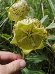 Pachycarpus grandiflorus