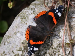 Vanessa atalanta