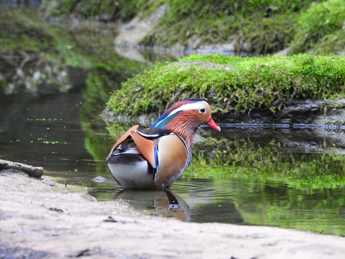 Mandarin Duck