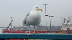 Larus argentatus