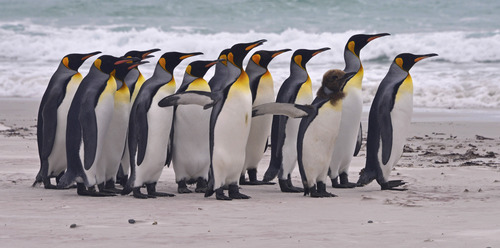 Aptenodytes patagonicus J.F.Miller, 1778