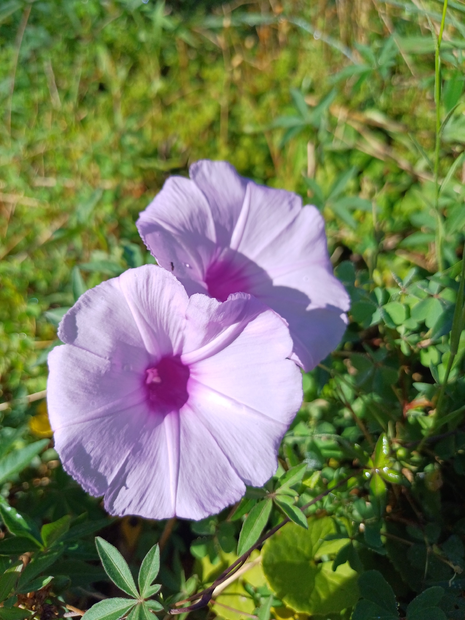 Ipomoea cairica