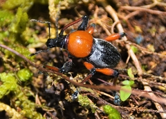 Metapocyrtus ruficollis